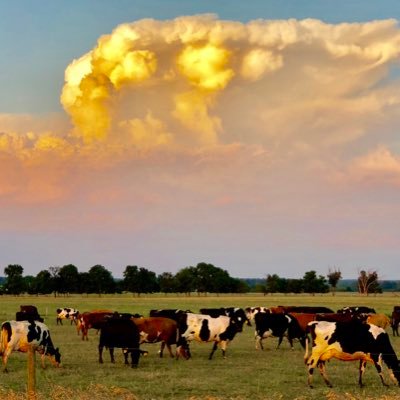 Father, Husband, cow whisperer,farmerinboth the Northernand&SouthernHemisphere,seekr ofwhitewater, canoeistextraordinaire,88fan4evr