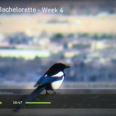 We're on a journey to find LOVE and birds, but mostly birds. #Birdspotting while watching #TheBachelor, #TheBachelorette & #BachelorinParadise