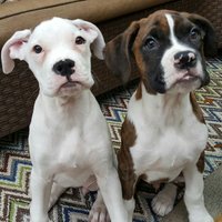 Curtis Dorian (@curtisdorian) 's Twitter Profile