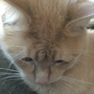 My name is Sir. I love birdies and fish. My humans love me,buy me toys and treats,and get boxes for me to play in. I look sad all the time. My life is terrible.