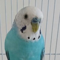 ほどほど (@hodohodo_fx) Twitter profile photo