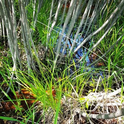 WetMinn's profile picture. Wetlands are in peril. We The People shall accomplish more than any government agency. Protect wild places! GoFundMe: Make Minn. Wet