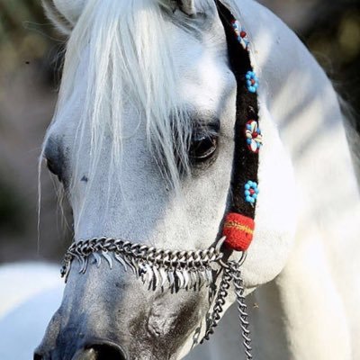 Almahra192's profile picture. 