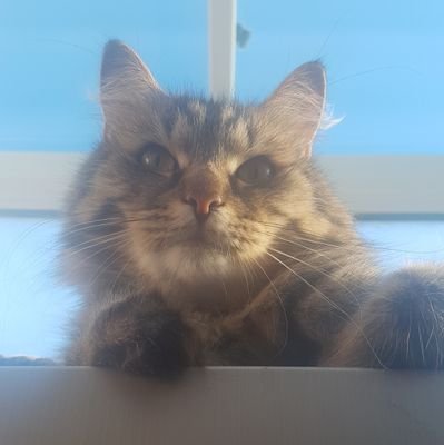 We are Simi and Wulf the Siberian cats and you can follow our adventures here.