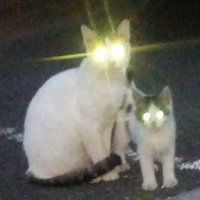 maru (@maru23586736) 's Twitter Profile