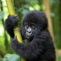 kumbakarna (@budi_krs89) 's Twitter Profile