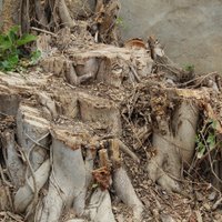 Citizen's Initiative to Save Trees (@citizens4trees) 's Twitter Profile