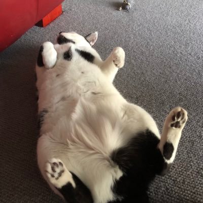 carolinefletch's profile picture. Interior Designer