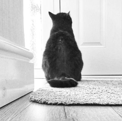 TheCatHeSay's profile picture. Owner of four Puny Humans; educated, erudite, insufferable, grammar arse, human whisperer & grumpy despot.

Family motto: da Cattus magis pullum.