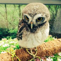 ひろむ🦉 (@abyss_11) Twitter profile photo