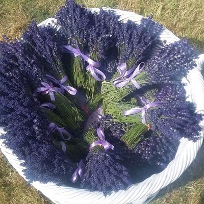 At Whitbourne Farm Lavender we grow organic lavender on a sheltered sunny field in Corsley. We sell fresh and dried lavender and luxurious body products & gifts