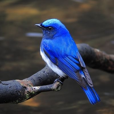 青い鳥 Aoitori 333 Twitter