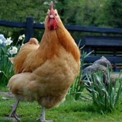 mylittlechicke2's profile picture. 🐥