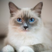 Brainy Kitten(@BrainyKitten) 's Twitter Profile Photo