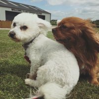 dianne b (@diannembromley) 's Twitter Profile Photo