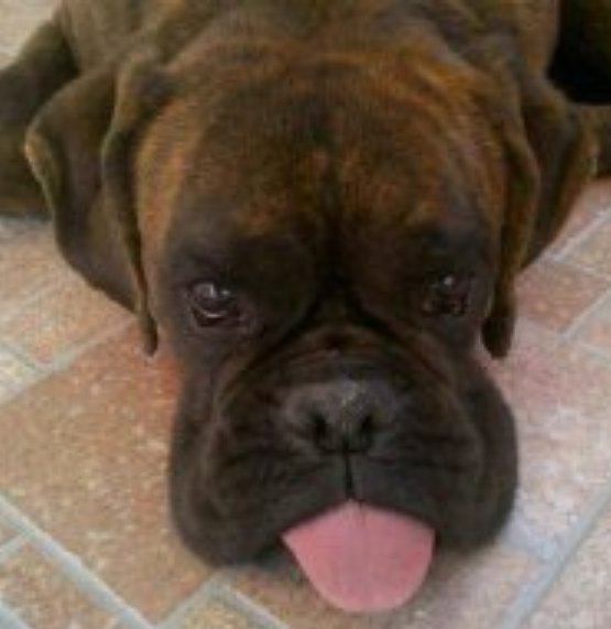 tomamontaje's profile picture. 