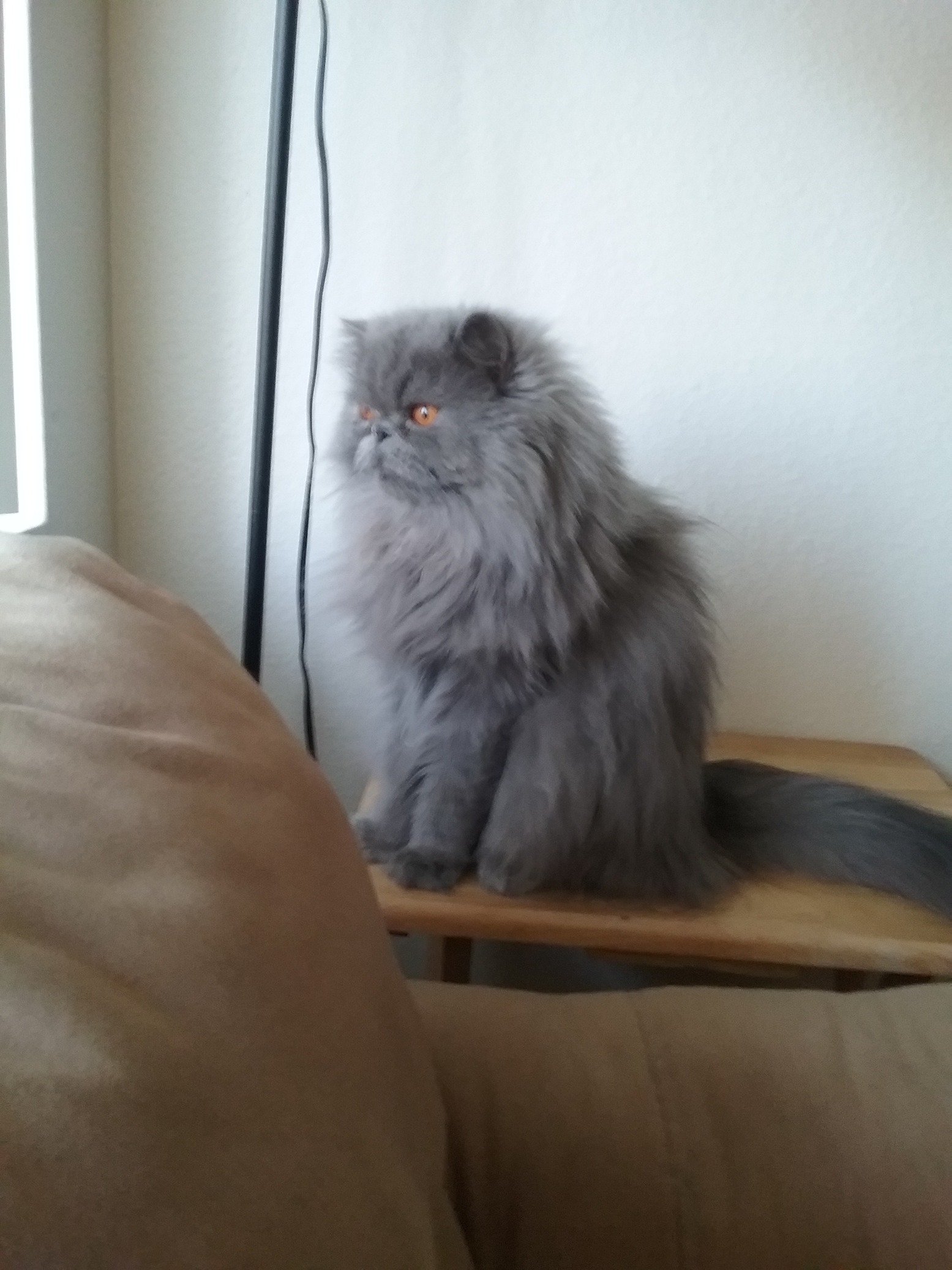 I am retired and live with Tiny Bear, my cat.  I was a Republican until trump became president.   I am now a democrat.