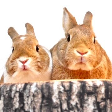 まっきぃ モカとラテの中の人 今週も1週間にっこり笑顔で頑張っていきましょう 糖分あるから少しだけど すごく久しぶりにバナナもらってご満悦なモカ モカ うさぎ ネザーランドドワーフ まっきぃ モカとラテの中の人 今週も1週間にっこり笑顔で頑張っていきましょう 糖分あるから少しだけど すごく久しぶりにバナナもらってご満悦なモカ モカ うさぎ ネザーランドドワーフ