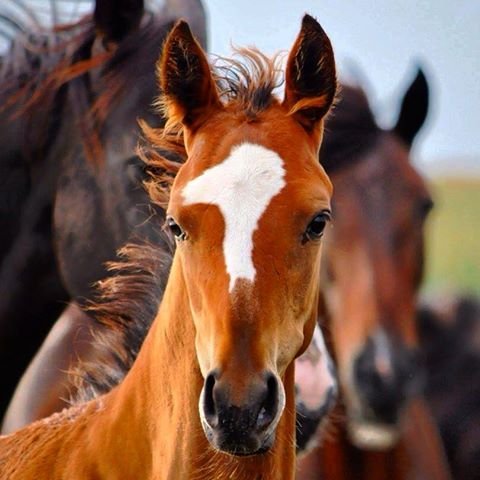 Lover of Wyoming , horses, fly fishing, luxury, real estate, finance & venture capital.