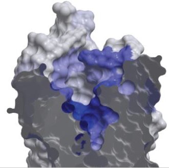 Led by Dr Nicola J Smith, the Orphan Receptor Laboratory studies orphan G protein-coupled receptors.