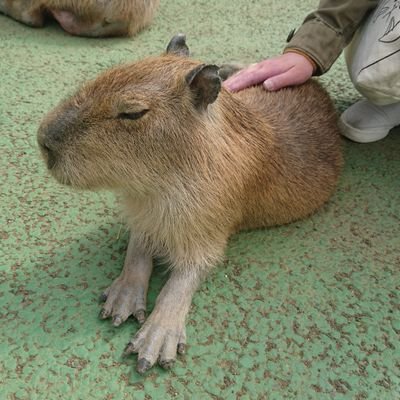 2018年4月、28歳の娘を自死で亡くしました。
2024年現在、今は墓標のようなものとして、自分の心の整理の為にこの垢を残してます。
2019年4月にダンナが娘と同じ場所同じ方法で自死しました。 #自死遺族