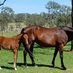 Egmont Park Stud (@egmontparkstud) Twitter profile photo Egmont Park Stud (@egmontparkstud) Twitter profile photo