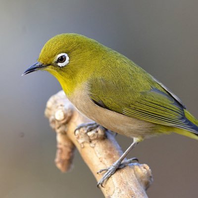 愛知県出身