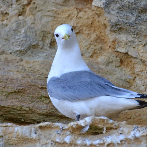 Durham University project on urban kittiwakes. Also interested in people that live with, work with, & follow them. Contact: kittiwakes.research@durham.ac.uk