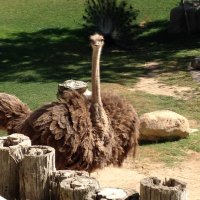 Curious R. Ostrich(@Curious4Ostrich) 's Twitter Profile Photo