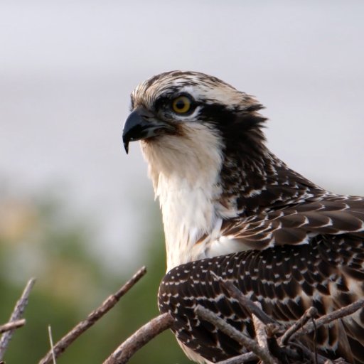 The Poole Harbour Osprey Translocation Project. Run in partnership between @harbourbirds and the @RoyDennisWF. Osprey Webcam: https://t.co/AoUu73JiiZ