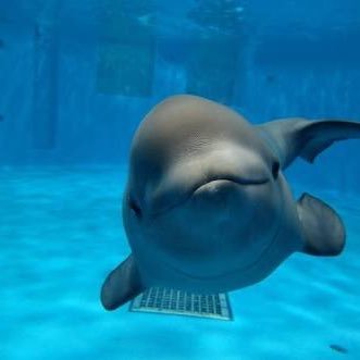 meccha_dosue's profile picture. 愛ゎ 積み重ね