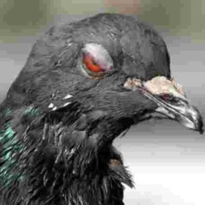 PicoreTesMorts's profile picture. Pigeon de la Gare du Nord
1v1 quand tu veux      #PigeonSquad