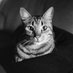 Felix (@felixleonbode) Twitter profile photo Felix (@felixleonbode) Twitter profile photo