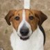 Hanover Humane Society (@hanoverhumane) Twitter profile photo Hanover Humane Society (@hanoverhumane) Twitter profile photo