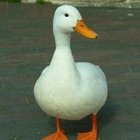 flavio fontana (@flavio_fdv) 's Twitter Profile Photo flavio fontana (@flavio_fdv) 's Twitter Profile Photo