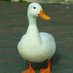 flavio fontana (@flavio_fdv) Twitter profile photo flavio fontana (@flavio_fdv) Twitter profile photo