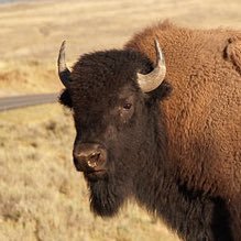 Your only source for buffalicious bison ratings and what have you. Pick up some merch ,at the store 👇