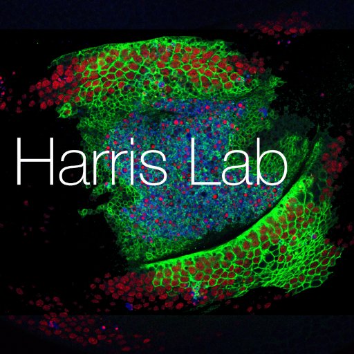 theHarrisLab's profile picture. Exploring the nuts and bolts, and genes, of tissue regeneration. Genetics, dev bio and model organism biology FTW.