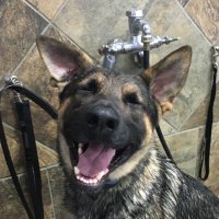 LoveK9Louie(@LoveK9Louie) 's Twitter Profile Photo