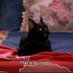 El Gato Salem (@bsgeeker) Twitter profile photo El Gato Salem (@bsgeeker) Twitter profile photo