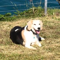 Colin Lamb (@lamblamb85) 's Twitter Profile