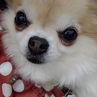 チョコちっち (@chocochichi0116) 's Twitter Profile Photo