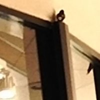 ネコカス (@rcowlcgvpgyshfp) 's Twitter Profile
