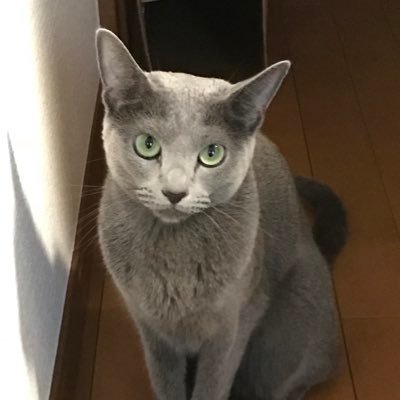 ダンナと愛猫、小太郎(8才♂)、想大(そうた4 才♂)、恵多(けいた4才♂)との楽しい毎日に、推定9ヶ月のくるみ(♀)が新たに仲間入り。6ににゃん家族になりました。 まぁ、賑やかです💦…子猫って、こんなんだったっけ…？と、我が家の末娘にみんなメロメロ、振り回されてます😊