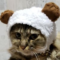 トラギモの母 (@be0sxtzm3skh2bi) 's Twitter Profile