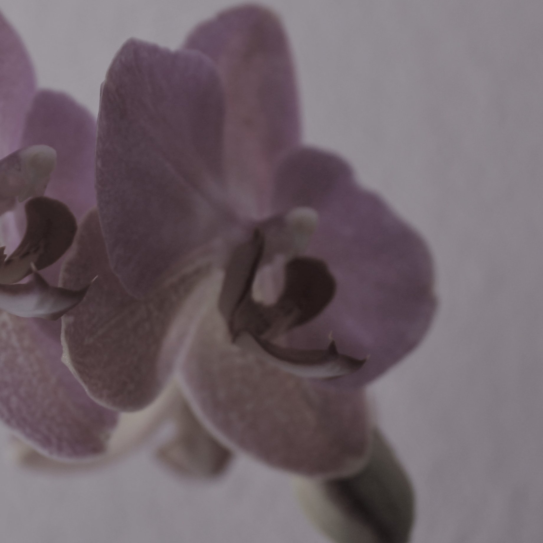 LechaireR's profile picture. 