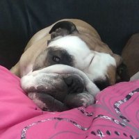 Patch the English Bulldog(@patch_bulldog) 's Twitter Profile Photo