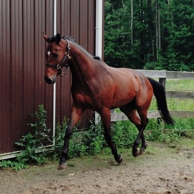 itsthehorsemaid's profile picture. I am an equine groom. That means I walk around daily being a maid in the barn for the Horses.
yep, I am a maid for my own horses as well.❤🐴🏇
