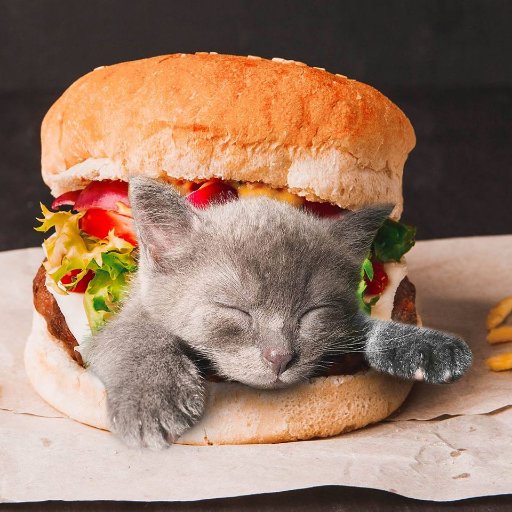 Photoshopping cats into food since January 2018, Instagram - cats_in_food and mixedpets