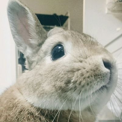 pIFJCIRXGZPGv5U's profile picture. 東京です、宜しくお願いします！